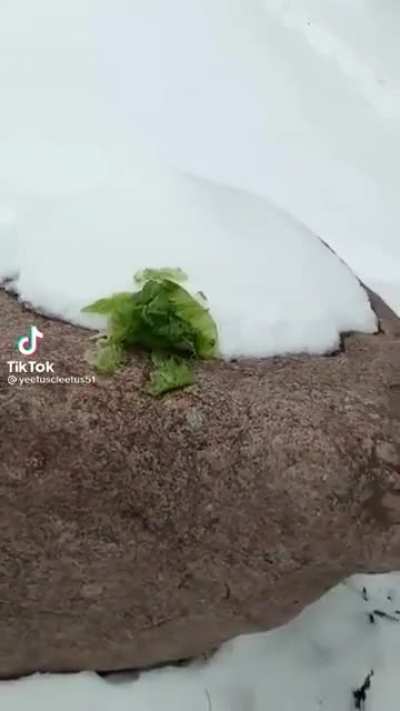 Lettuce is healthy for you