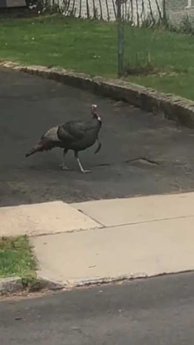 Gobble, Gobble!