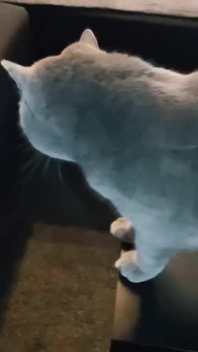 A nice cat