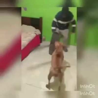 Machete dog