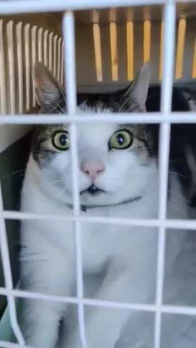 Perfectlycutmeow