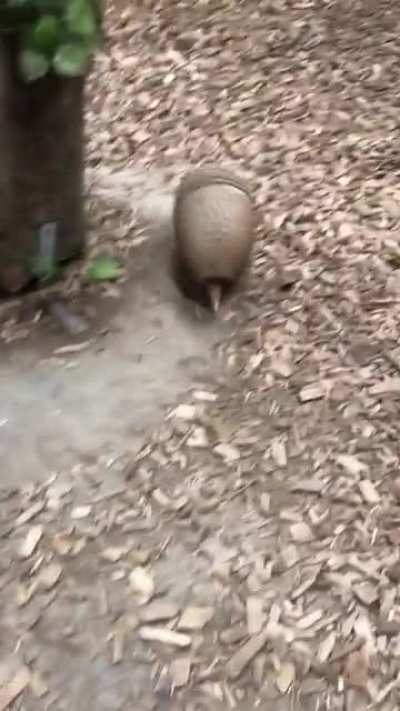Awwmadillo