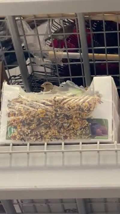 Birds living the good life