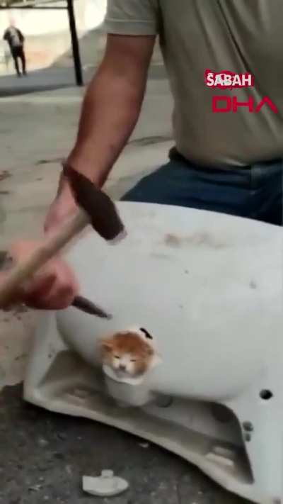 Decorating a sink with a kitten