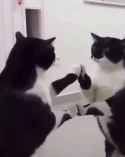 Kitty looked in the mirror when the shrooms were kicking in.