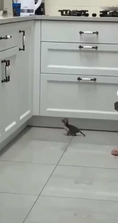 A big attempt by a small beast.