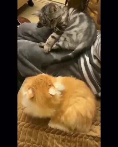 But you were whipping them with your tail :(