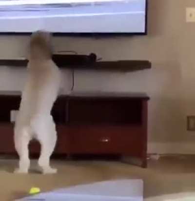 When your dog has bet a lot of money on the horse race