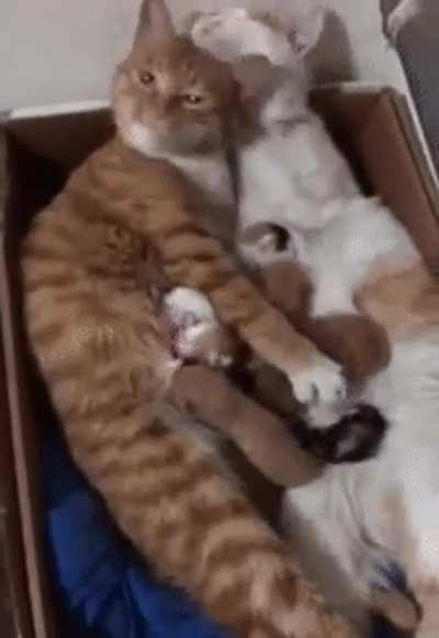 Wholesome family.