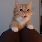 Кажется он научи<wbr>лся ругат<wbr>ься матом