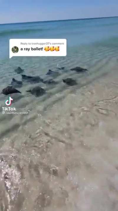 Синхр<wbr>онные скаты