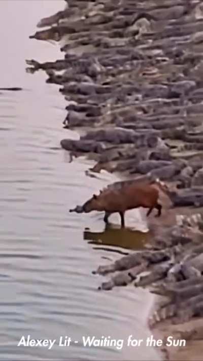 Capybara existing peacefully among hundreds of crocodiles
