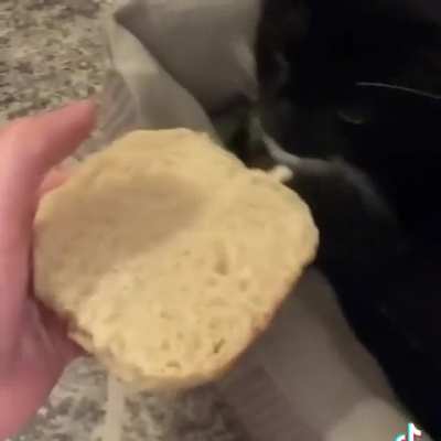 Gatito