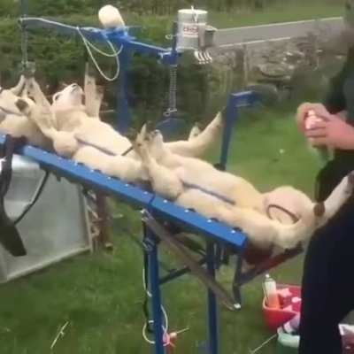 Vaccinating Sheep