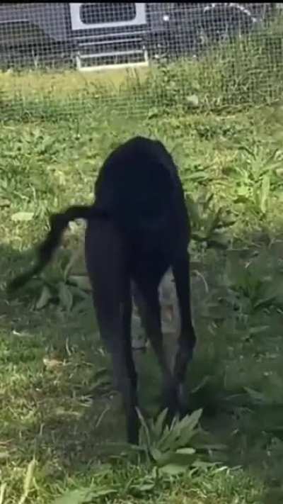 Dog Wiggle Dance
