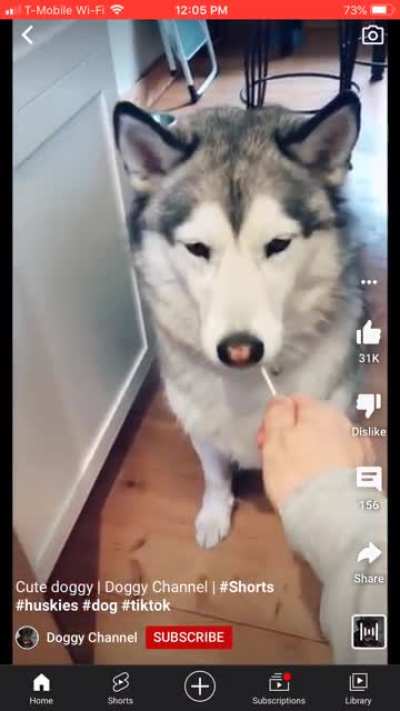 What the dog doin