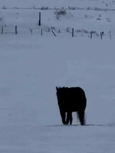 Is it walking away or walking towards