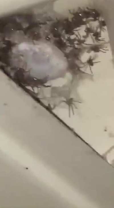Burn the whole house