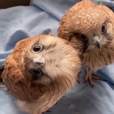 These curious little falcon chicks
