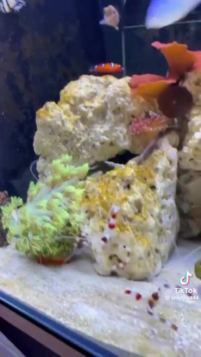 never in my life did i think i’d ever watch a reef tank thirst trap