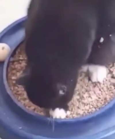 Cats are hilarious assholes.