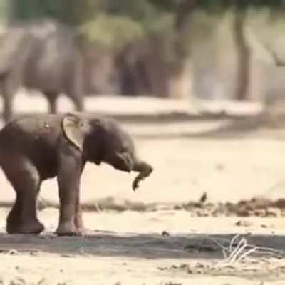 New Life, New Hope! This newborn Elephant is taking his first steps in this world.