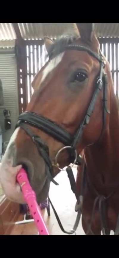 A very groovy horseboi
