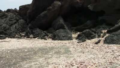 Iguana hatchling v snakes