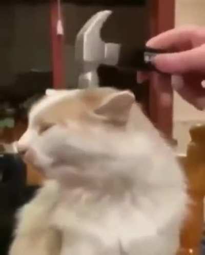 Bonk