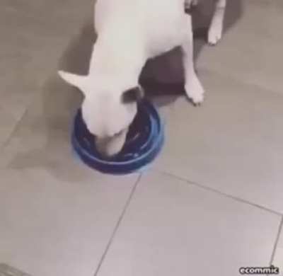 Big brain