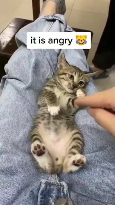 It is angry 😹