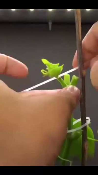 55-day growth process record of cucumber