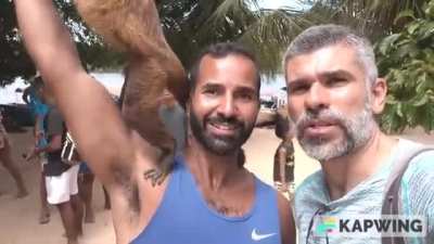 A video found in the wild about monkeys interacting with people in Lençóis Maranhenses - Brazil