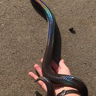 Took him out for a post shed photo shoot. Love his iridescence!!!
