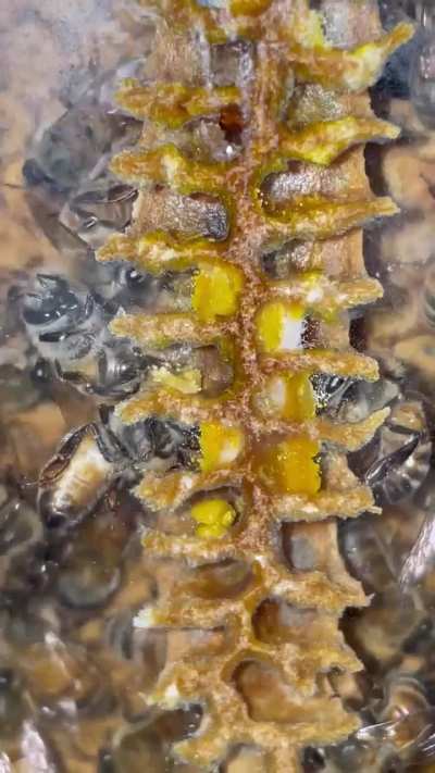 Bees unloading pollen 🐝