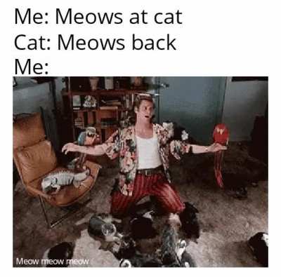 Meow meow meow meow