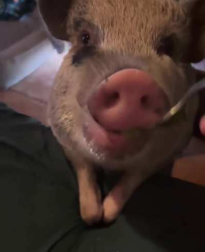 What do they mean with “you eat like a pig” seems pretty standard, right?