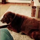 Dog fart cat puke
