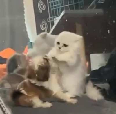 Cat.