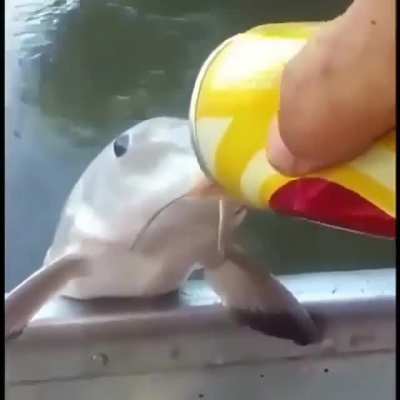 🐟