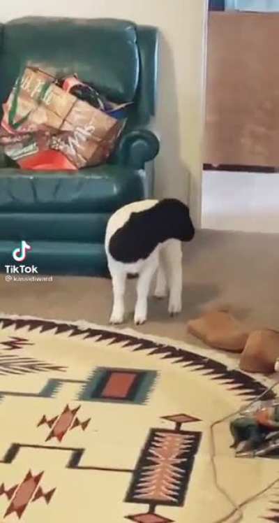 What are you doing in the house??