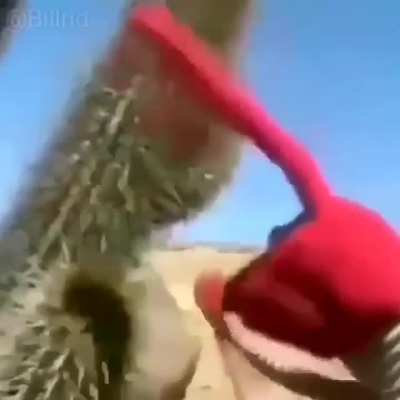Díganme si algunos gritos les parece familiar