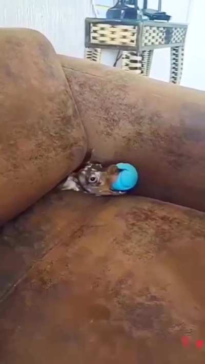 couch wanted a ball