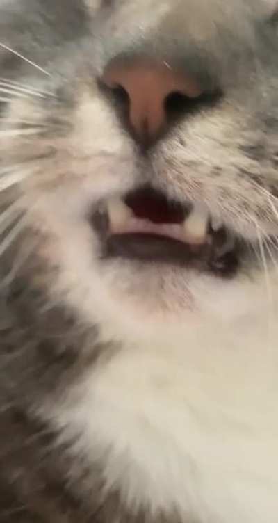A boy of many teefies