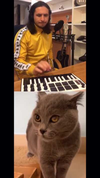 Singing cat