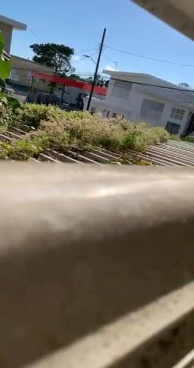 Iguanas are crazy