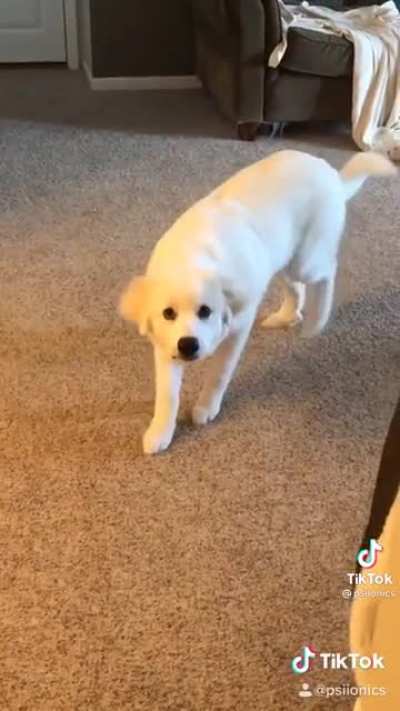 Coconut the Great Pyrenees