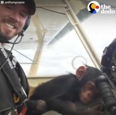 This pilot is so sweet , he just hugged this chimp the whole flight ..