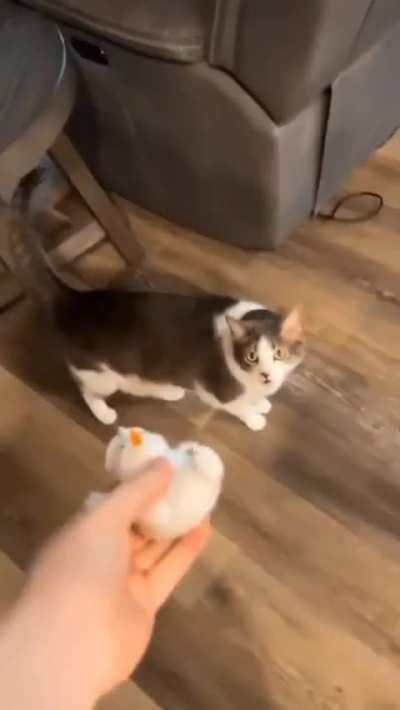do cats count