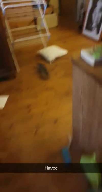 Had an intruder today. Wait for the end.